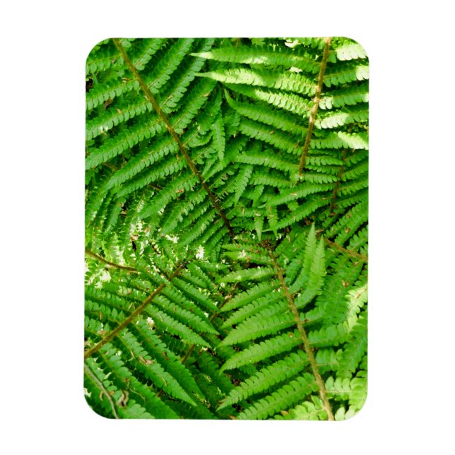 Woodland Ferns Magnet (Vertical)