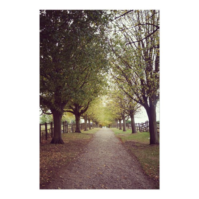 Woodland line of trees photo print (Front)