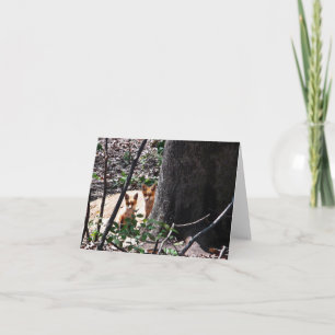 Woodland Note Card Foxes