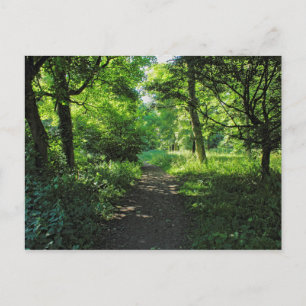 Woodland Path. Blackweir Woods, Cardiff, Wales. Postcard
