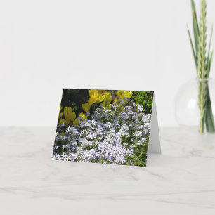 Woodland phlox (Phlox divaricata) card