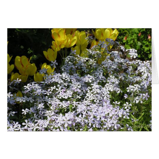Woodland phlox (Phlox divaricata) card