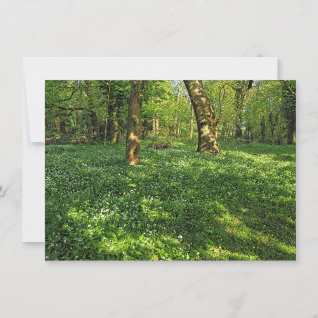 Woodland Scene. Blackweir Woods, Cardiff Card (Front)