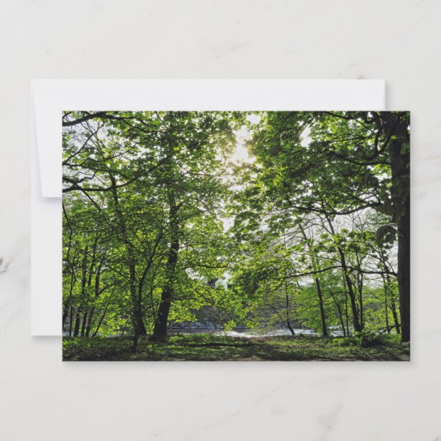 Woodland Scene. Blackweir Woods, Cardiff Card (Front)