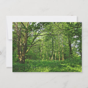 Woodland Scene. Blackweir Woods, Cardiff Card