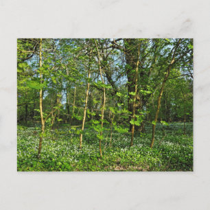Woodland Scene. Blackweir Woods, Cardiff Postcard