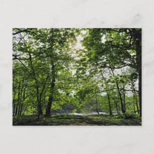 Woodland Scene. Blackweir Woods, Cardiff Postcard