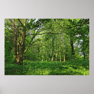 Woodland Scene. Blackweir Woods, Cardiff Poster
