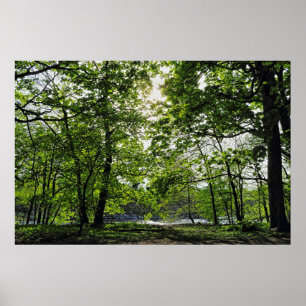 Woodland Scene. Blackweir Woods, Cardiff Poster
