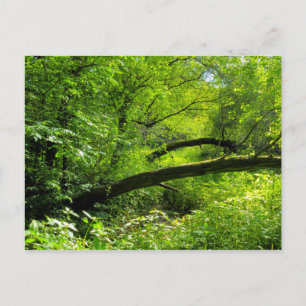 Woodland Scene Postcard