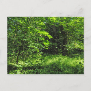 Woodland Scene Postcard