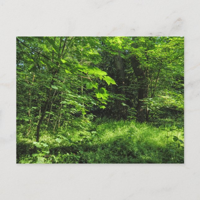 Woodland Scene Postcard (Front)