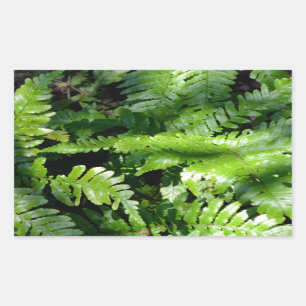 Woodland Spring Green Ferns Sticker