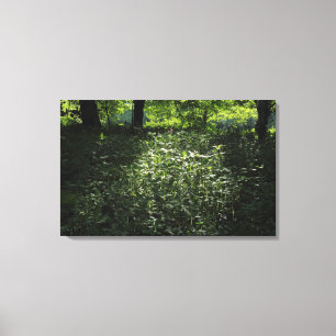Woodland Sunlight 01 Canvas Print