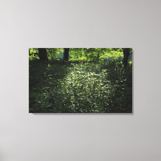 Woodland Sunlight 01 Canvas Print (Front)