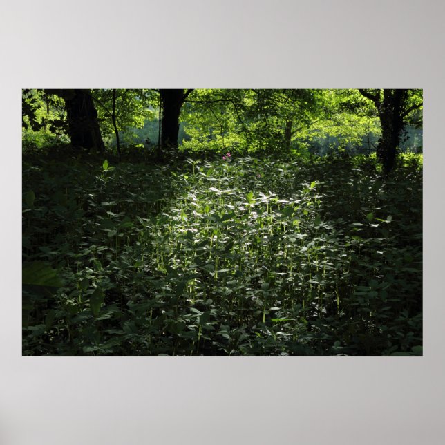 Woodland Sunlight 01 Poster (Front)