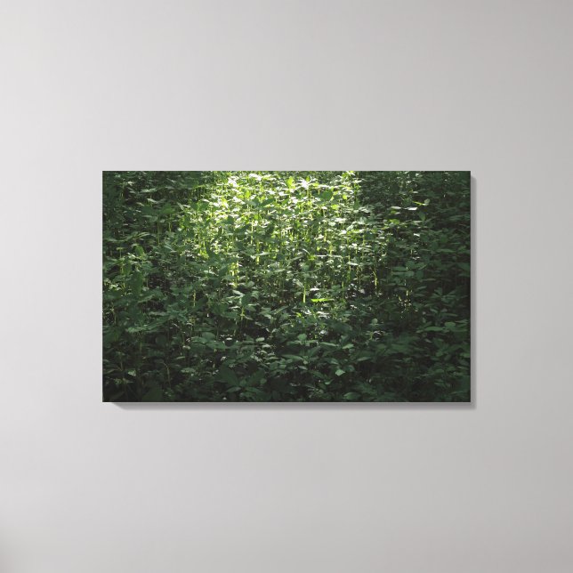 Woodland Sunlight 02 Canvas Print (Front)