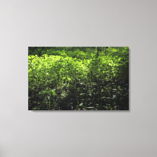 Woodland Sunlight 03 Canvas Print
