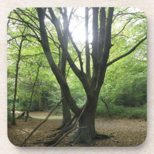 Woodland Sunshine Cork Coaster