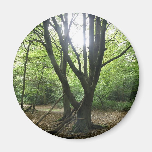 Woodland Sunshine Magnet (Front)
