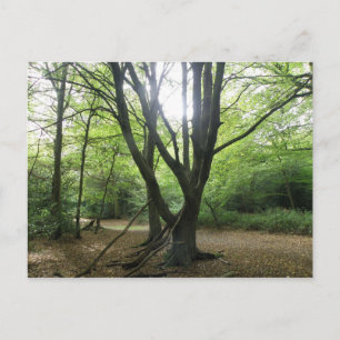 Woodland Sunshine Postcard
