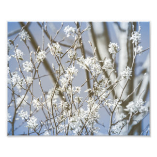 Woodland Tree Blossoms Fine Art Photo Print