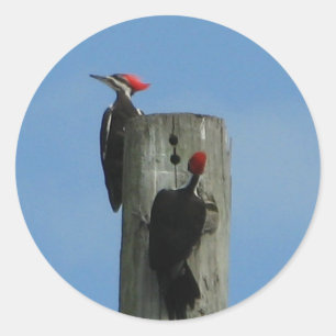 Woodpecker Birds on a Pole Classic Round Sticker