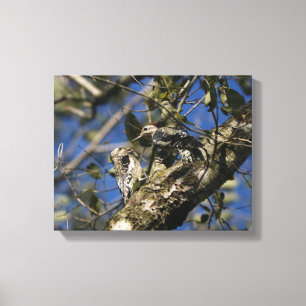Woodpecker Canvas Print