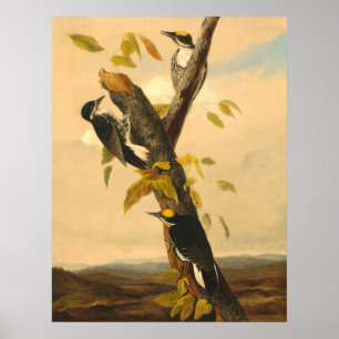 Woodpecker - Joseph B. Kidd Fine Art Poster