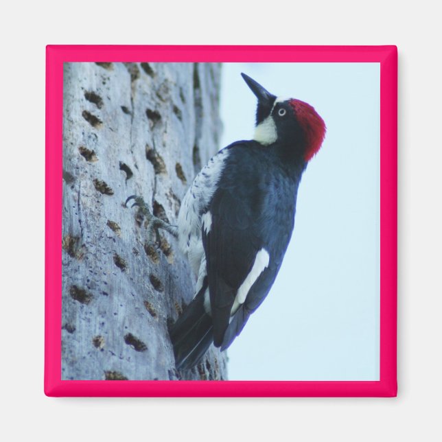 Woodpecker Magnet (Front)