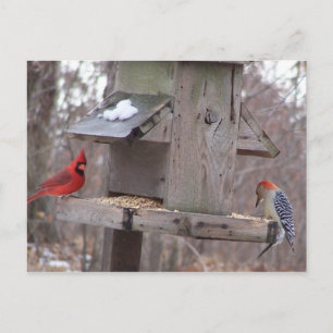 Woodpecker&Male Cardinal Postcard
