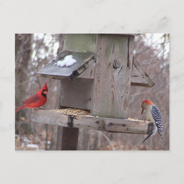 Woodpecker&Male Cardinal Postcard (Front)
