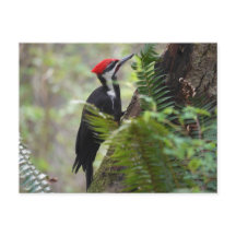 Woodpecker on tree