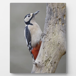 Woodpecker Plaque