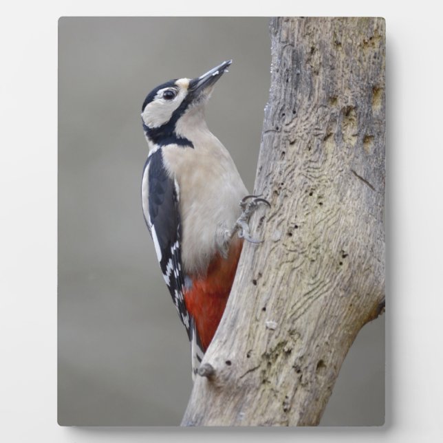 Woodpecker Plaque (Front)