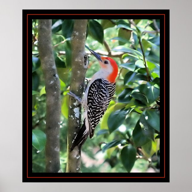 Woodpecker Poster (Front)