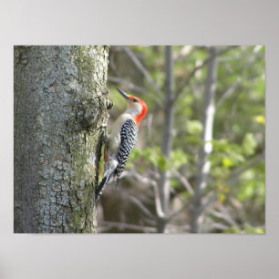Woodpecker Poster