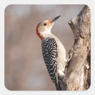 Woodpecker Square Sticker