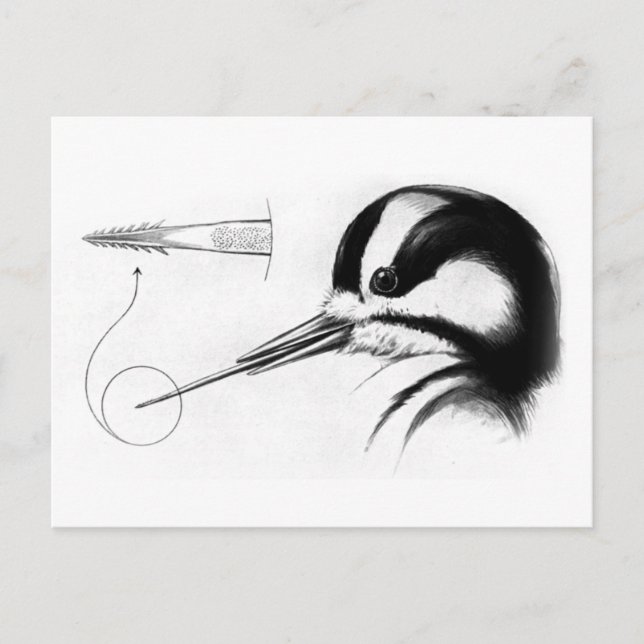 Woodpecker Tongue Anatomy Postcard (Front)