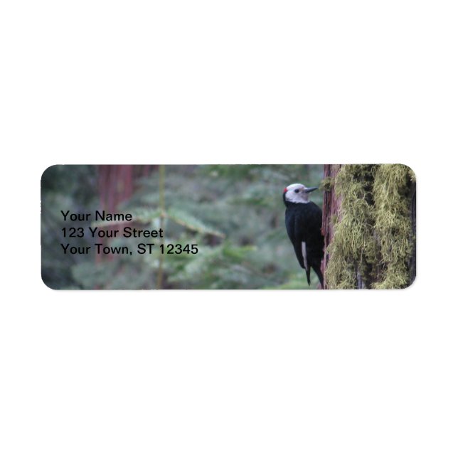 Woodpecker- Yosemite (Front)