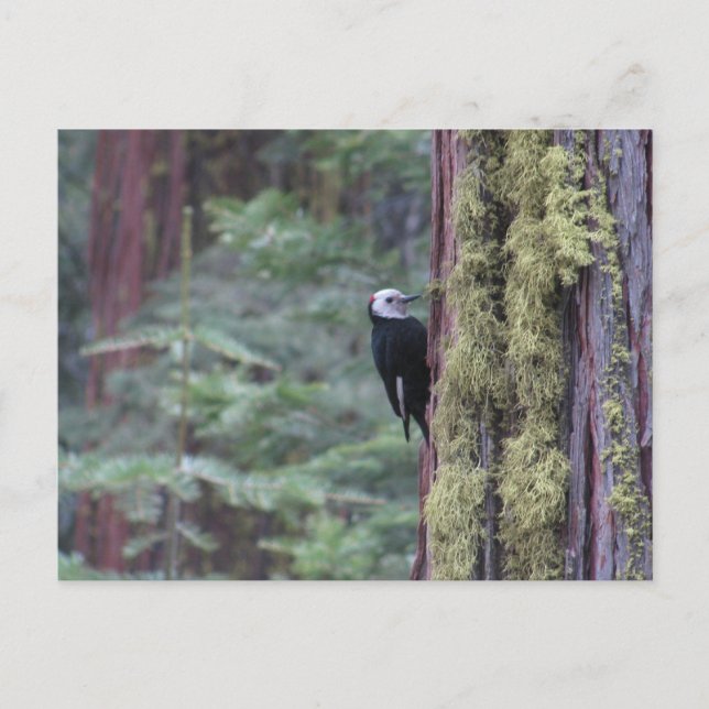 Woodpecker- Yosemite Postcard (Front)