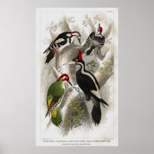 Woodpeckers Poster