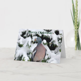 woodpigeon in snow Christmas card