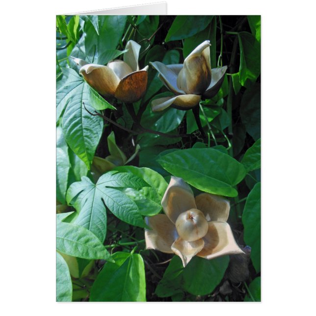 Woodrose hawaïen (Devant)