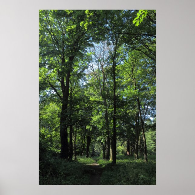 Woods. Bute Park, Cardiff Poster (Front)