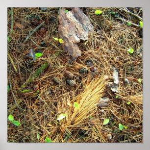 Woods Floor-Pinecones,etc..Poster Poster