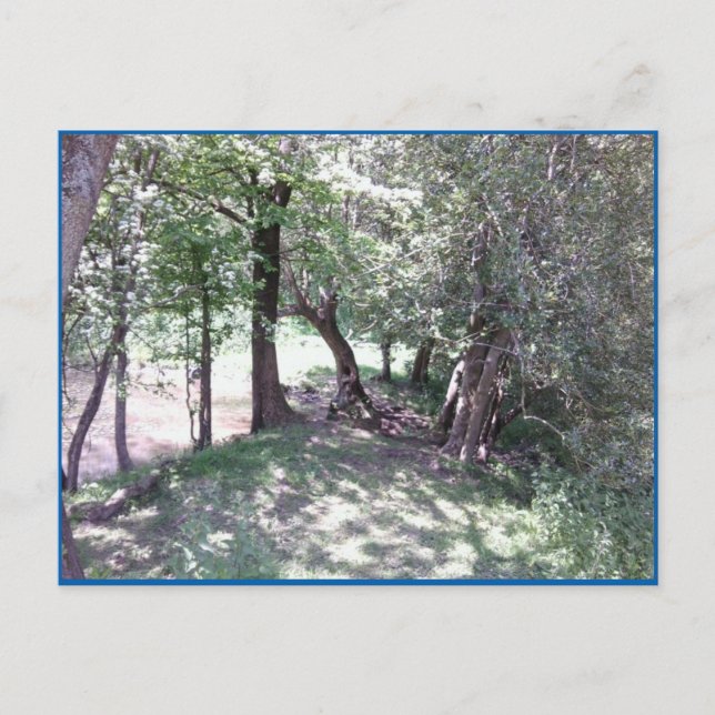 Woods par carte postale Photo Pond (Devant)