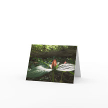 Woods Walking Trillium Merci Cartes