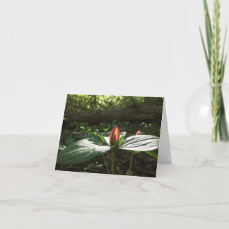 Woods Walking Trillium Merci Cartes