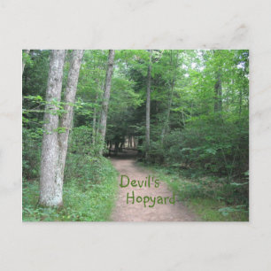 Woodsy Path Postcard